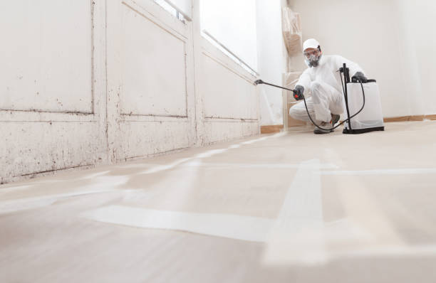 Black mold remediation team in Union City